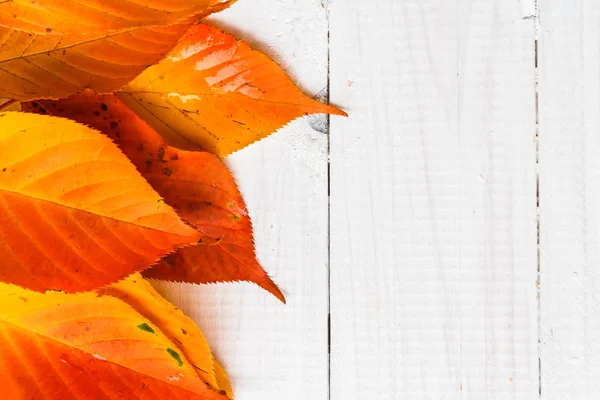 Composición otoño hojas de color naranja ardiente pizarras blancas — Foto de Stock