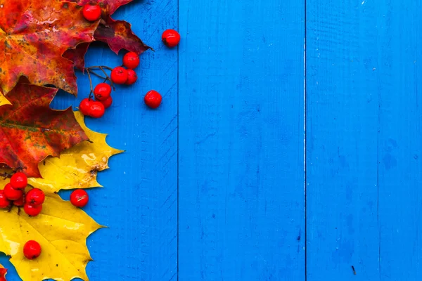 Fall background colour leaves rowan fruit on blue boards — Stock Photo, Image