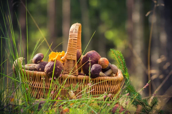 Val mand volledige eetbare paddestoelen bos — Stockfoto