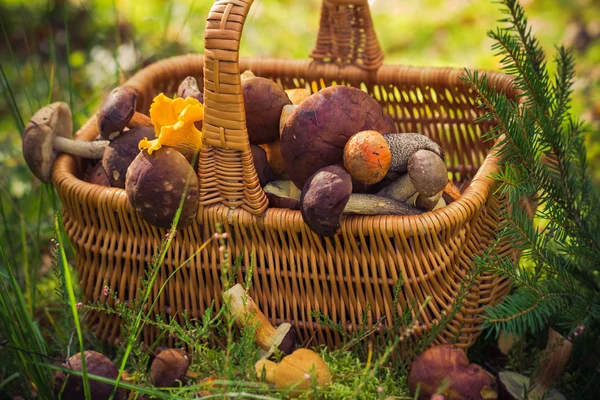 Cesta de otoño completo bosque de setas comestibles —  Fotos de Stock