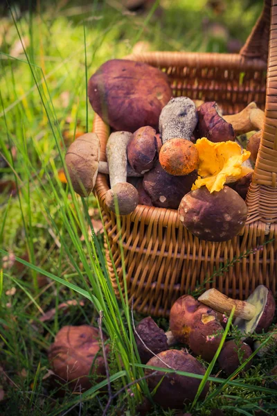 Cesta de outono cheio de cogumelos comestíveis floresta — Fotografia de Stock