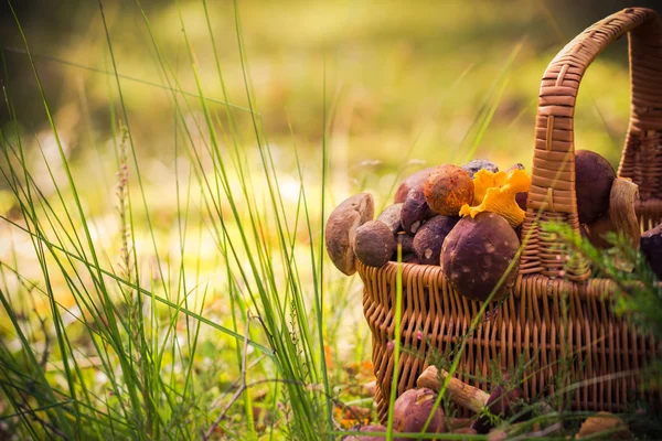 Осенняя корзина полный съедобный грибной лес — стоковое фото