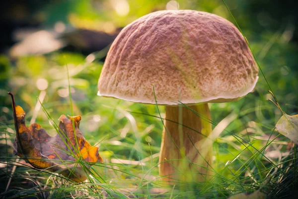 Autunno funghi foresta erba sole — Foto Stock