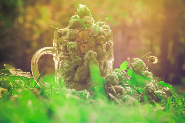 Szklany kubek pełen zieleni szyszek chmielowych — Zdjęcie stockowe