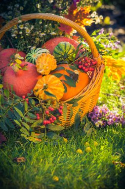Sepeti sonbahar meyve renkli kabaklar Aster