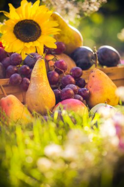 Sonbahar orchard meyve bitkileri günbatımı çimen