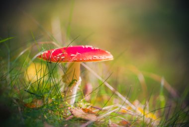 Sonbahar mantarı Zehirli mantar orman çöp