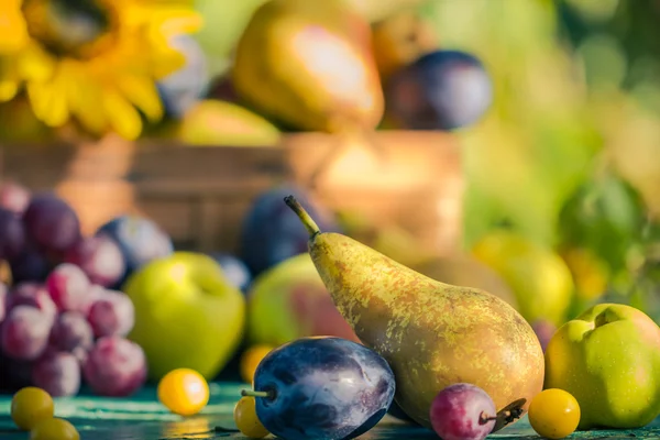Herfst tuin fruit mand houten tafel — Stockfoto