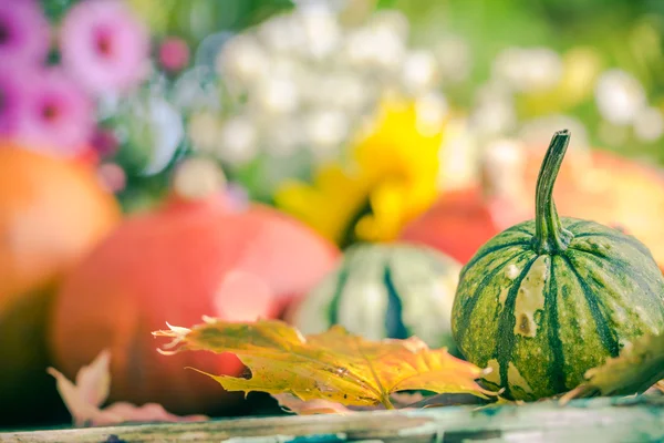 Autumn harvest garden pumpkin fruits colorful flowers plants — Stock Photo, Image