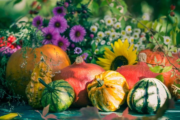 ガーデン秋収穫のカラフルなカボチャ果実の花植物 — ストック写真