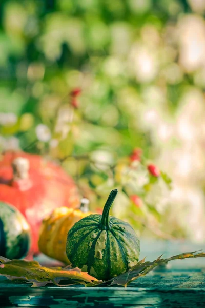 Automne récolte jardin citrouille fruits fleurs colorées plantes — Photo