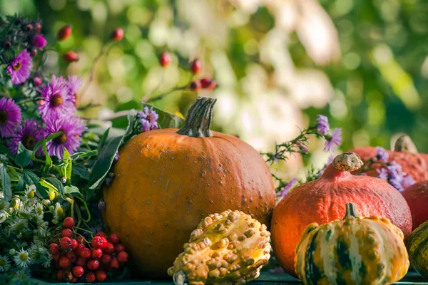 Осенний урожай Сад тыквы фрукты красочные цветы растений — стоковое фото