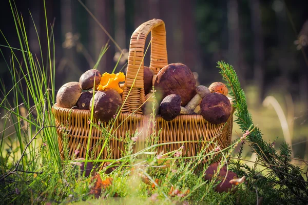 Cesta completa de champiñones comestibles bosque —  Fotos de Stock