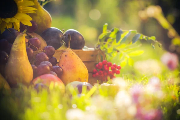 Sonbahar orchard meyve bitkileri günbatımı çimen — Stok fotoğraf