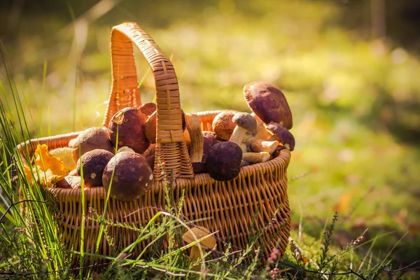 Cesta completa de champiñones comestibles bosque —  Fotos de Stock