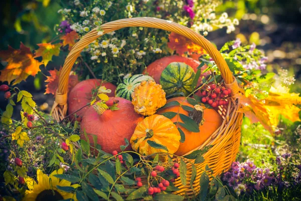 Cesta outono frutas coloridas abóboras asters — Fotografia de Stock