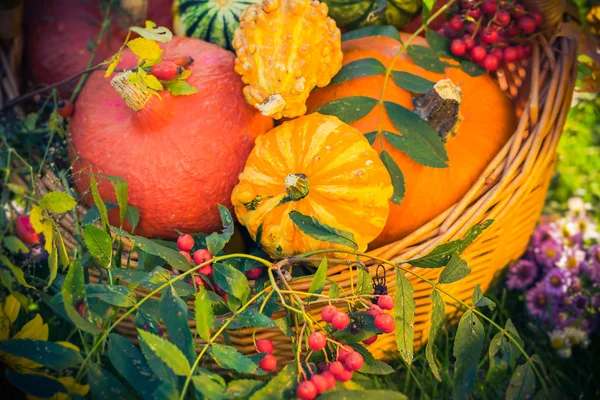 Барвистий кошик з гарбузами осінній сад — стокове фото