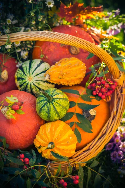 Cesta de calabazas coloridas jardín de otoño —  Fotos de Stock