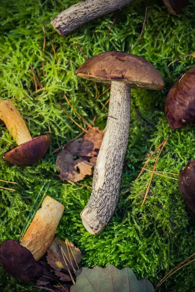 Jedlé houby nahromadí mech Les — Stock fotografie