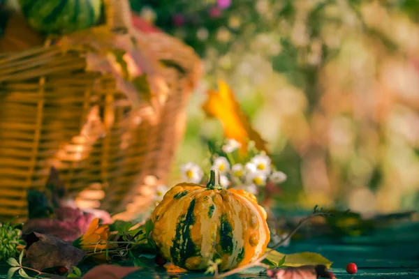 Fall basket autumn harvest garden pumpkin fruits colorful flower — Stock Photo, Image