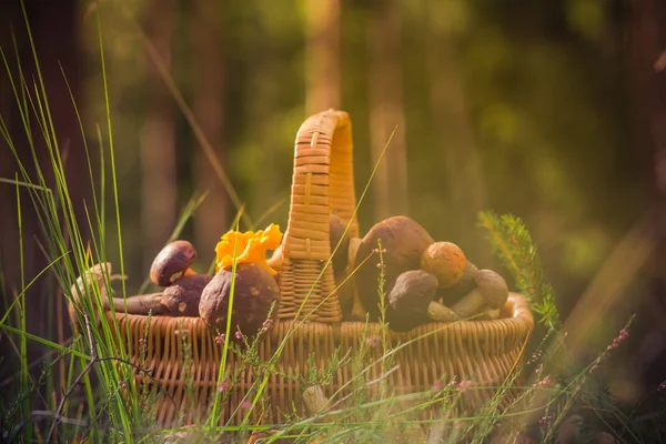 Cesta de outono cheio de cogumelos comestíveis floresta — Fotografia de Stock