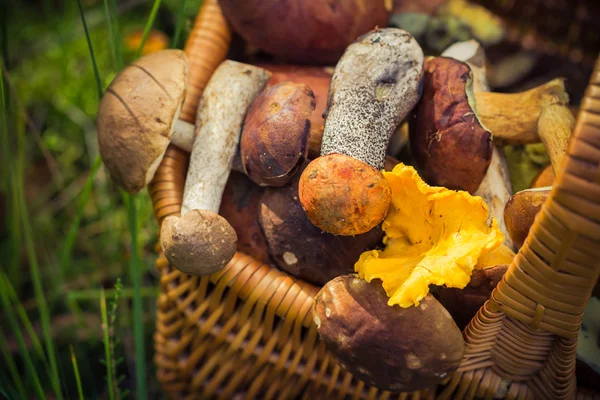 Cesta de outono cheio de cogumelos comestíveis floresta — Fotografia de Stock