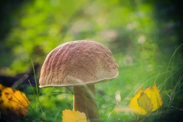 Autunno funghi foresta erba sole — Foto Stock