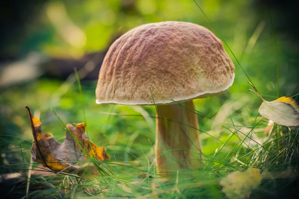 Na podzim houby lesní tráva slunce — Stock fotografie