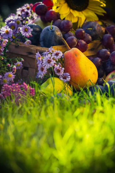 Κήπων φθινοπώρου συγκομιδή φρούτων χόρτο ηλιοβασίλεμα — Φωτογραφία Αρχείου
