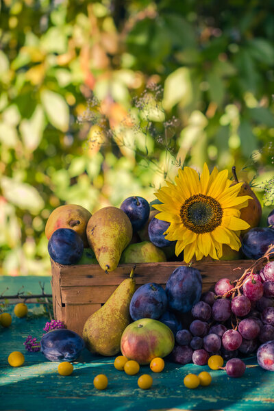 Сад в конце лета сезонная корзина фруктов легкое заходящее солнце
