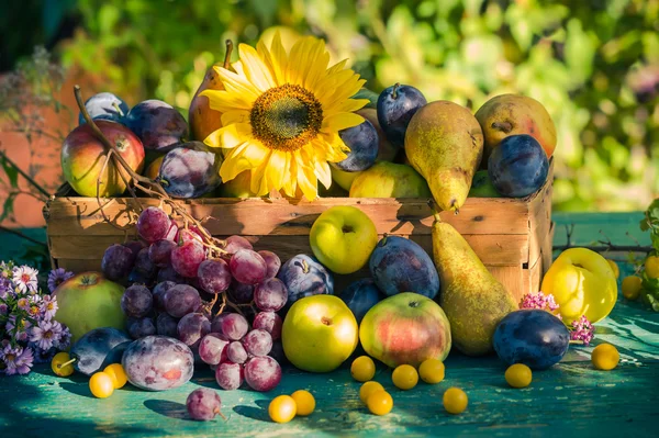 Giardino fine estate frutta di stagione cesto luce tramonto sole — Foto Stock