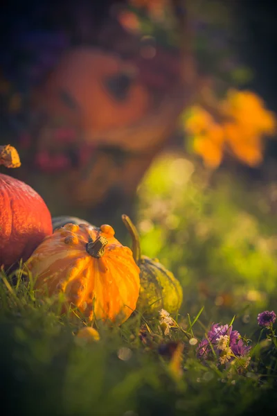 Gifts autumn garden pumpkins basket grass — Stock Photo, Image