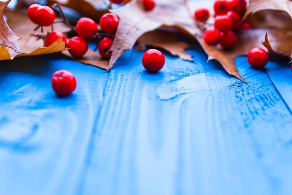 Outono fundo folhas rowan fruta azul placas — Fotografia de Stock