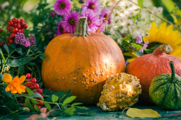 Herfst oogst tuin pompoen vruchten kleurrijke bloemen planten — Stockfoto