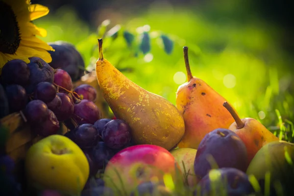 Herfst boomgaard fruit gewassen gras zonsondergang — Stockfoto