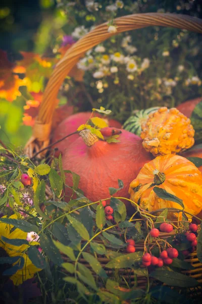 Basket autumn fruit colorful pumpkins asters — Stock Photo, Image