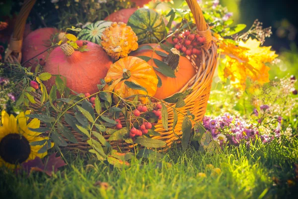 Panier automne fruits citrouilles colorées asters — Photo