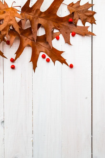 Браун листя Роуен білі дошки склад осінь — стокове фото