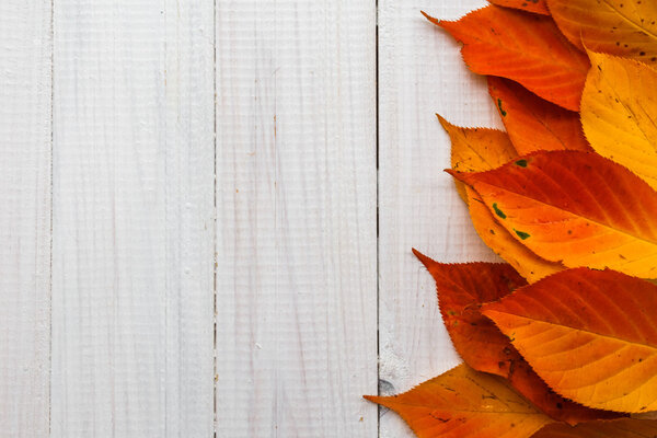 Composition autumn fiery orange leaves white boards