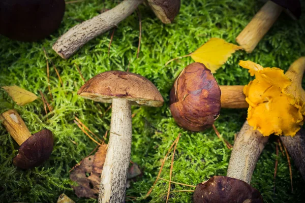 Funghi commestibili ammucchiati foresta muschio — Foto Stock