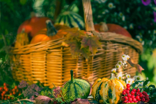 Otoño cesta cosecha jardín calabaza frutas colorido flor —  Fotos de Stock