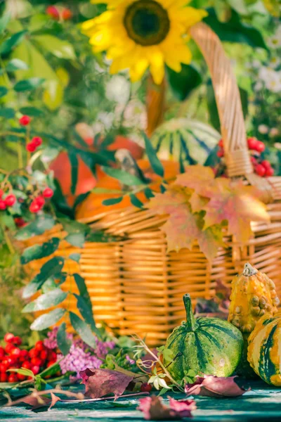 Otoño cesta cosecha jardín calabaza frutas colorido flor — Foto de Stock