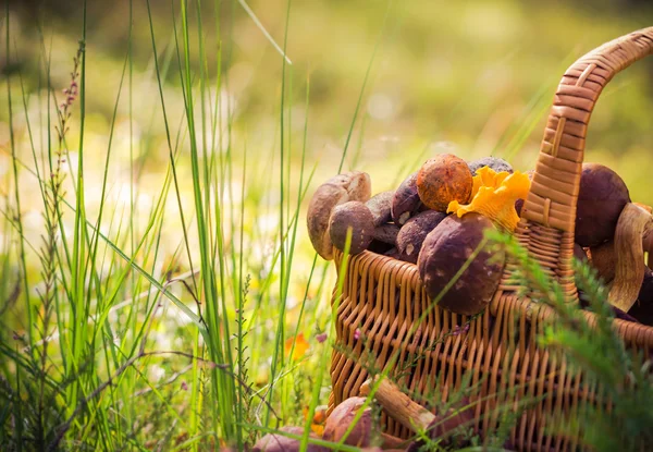 Hösten korg full ätliga svampar skog — Stockfoto