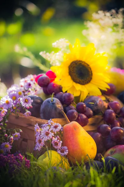Tuin herfst oogst vruchten gras zonsondergang — Stockfoto
