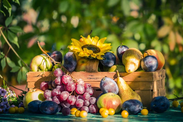 Garten Spätsommer saisonale Früchte Korb Licht untergehende Sonne — Stockfoto