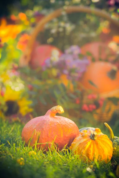 Cadeaux automne jardin citrouilles panier herbe — Photo