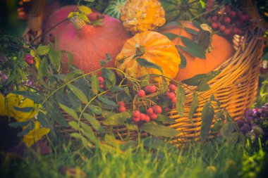 Sepeti sonbahar meyve renkli kabaklar Aster