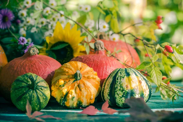 Autumn harvest garden pumpkin fruits colorful flowers plants — Stock Photo, Image