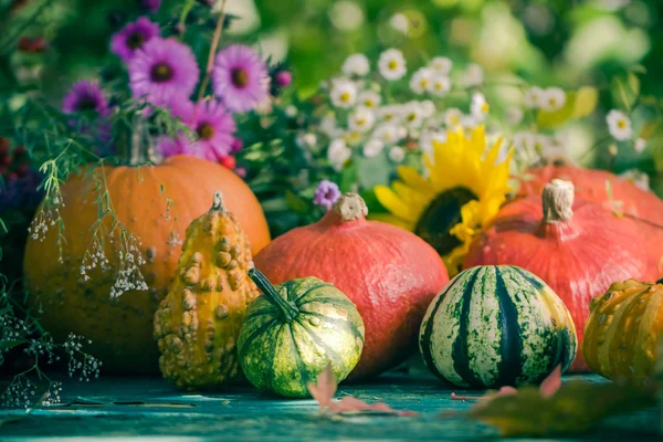 Outono colheita jardim abóbora frutas flores coloridas plantas — Fotografia de Stock