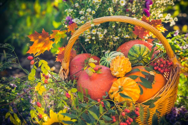 Cesta de frutas de otoño coloridas calabazas asters — Foto de Stock